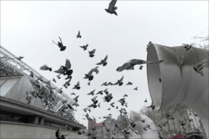 Les Oiseaux