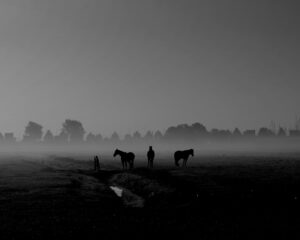 les chevaux