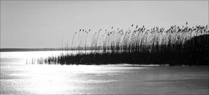 roslière au Scharmützelsee au contre-jour