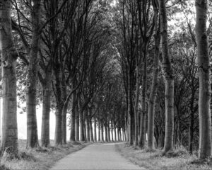 allée sur la dingue de Diemen