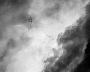 la migration des oises en traversant la ville de Kiel