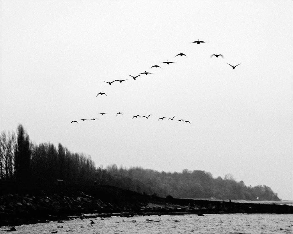 … et toujours des oises …