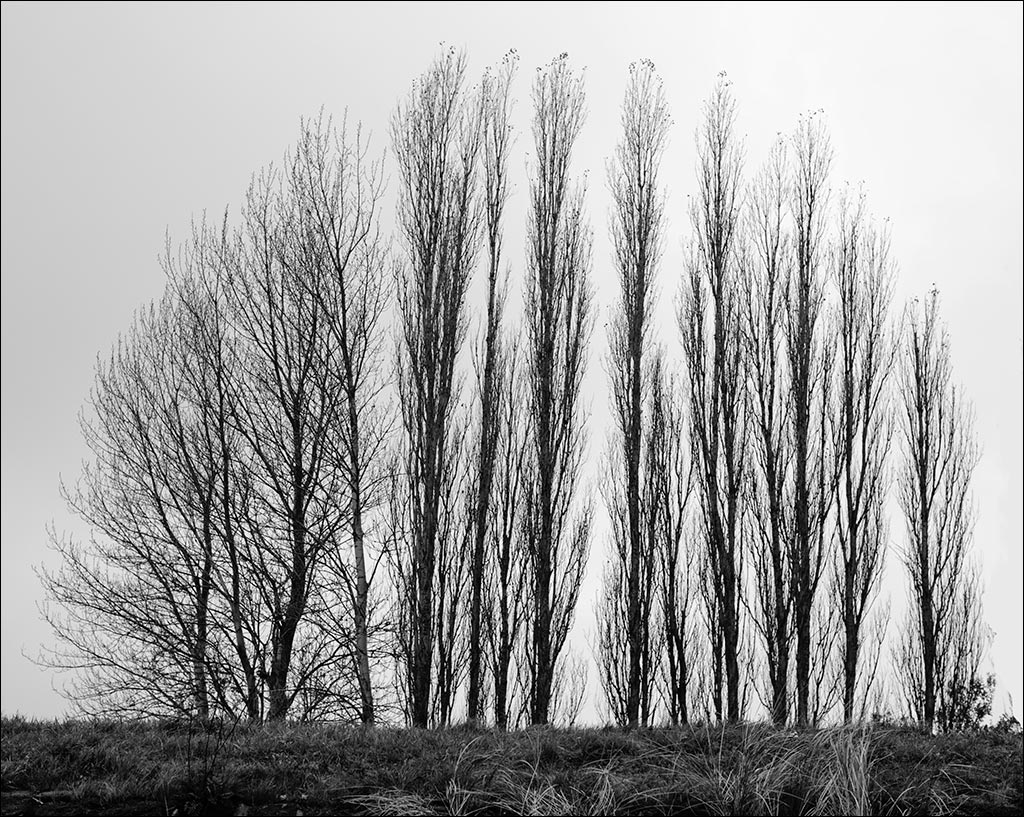 des peupliers