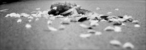 la mort de la photographie de rue
