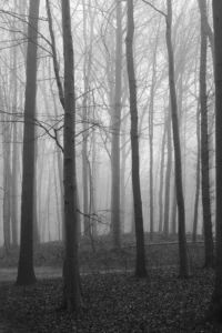 arbres au brouillard