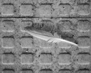 une plume