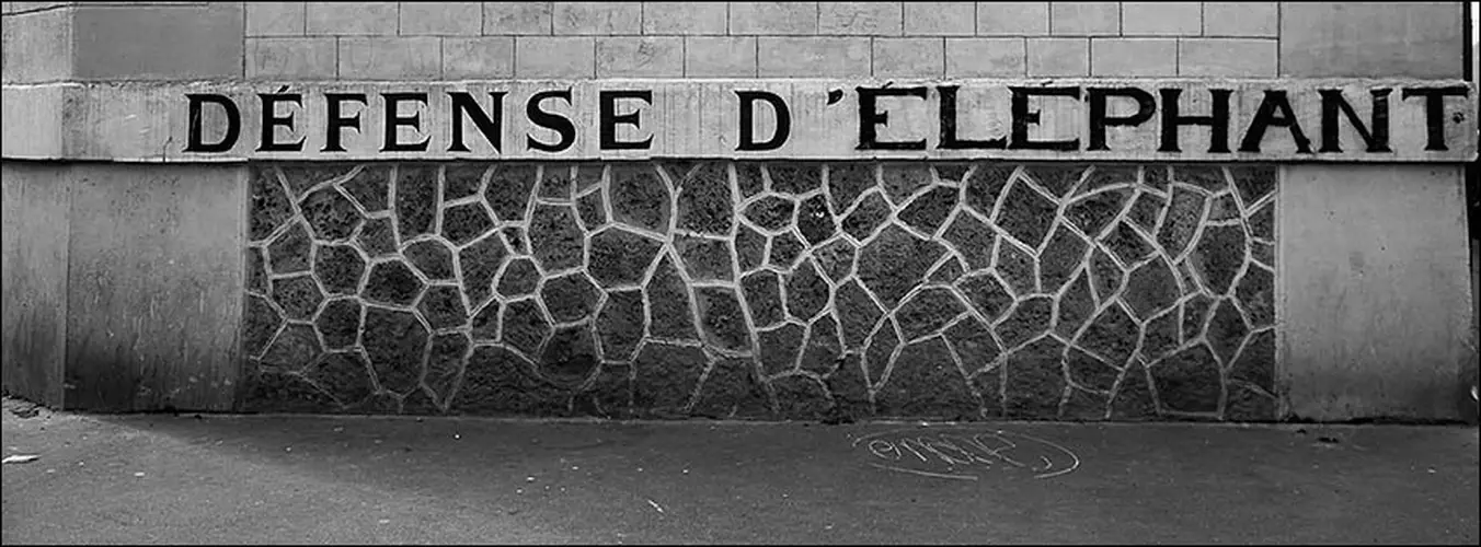 défense d'éléfant