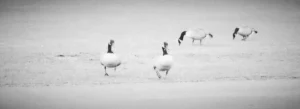 geese walking from a lawn in Kiel, Kiellinie, Germany