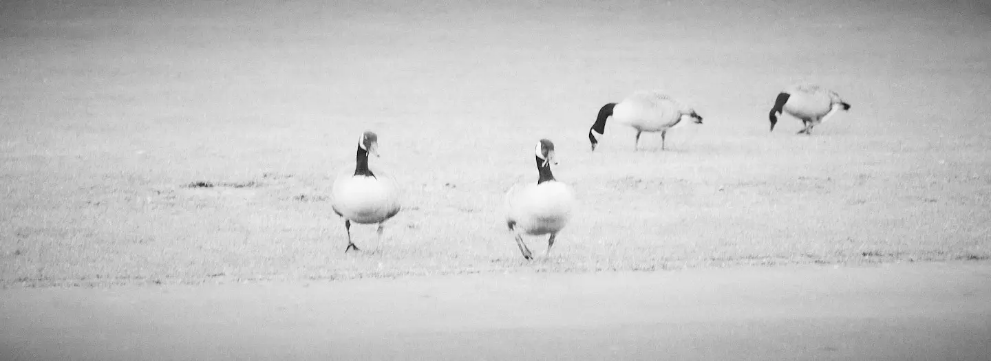 geese walking from a lawn in Kiel, Kiellinie, Germany