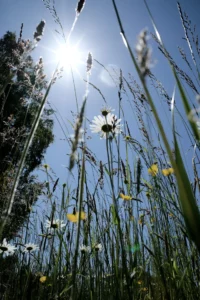 rayon de soleil vu d'en bas sur un pré