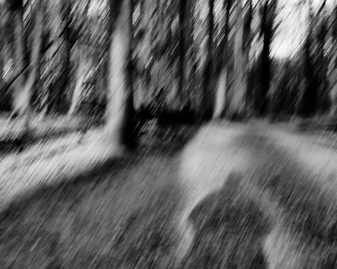 dans ma jeunesse, j'ai eu un ami invisible. Des arbres en flou artistique.