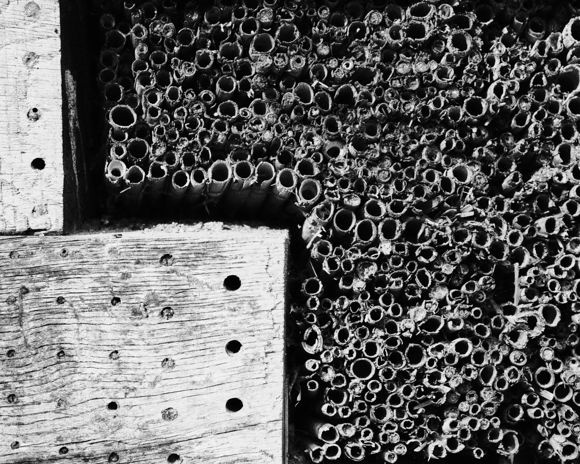 Bienenhaus