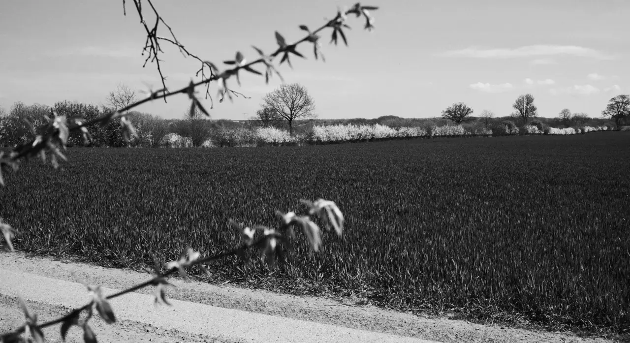 ils sont justement adorables, les pruneliers fleuris dans les haies au printemps