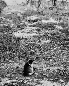 chatte