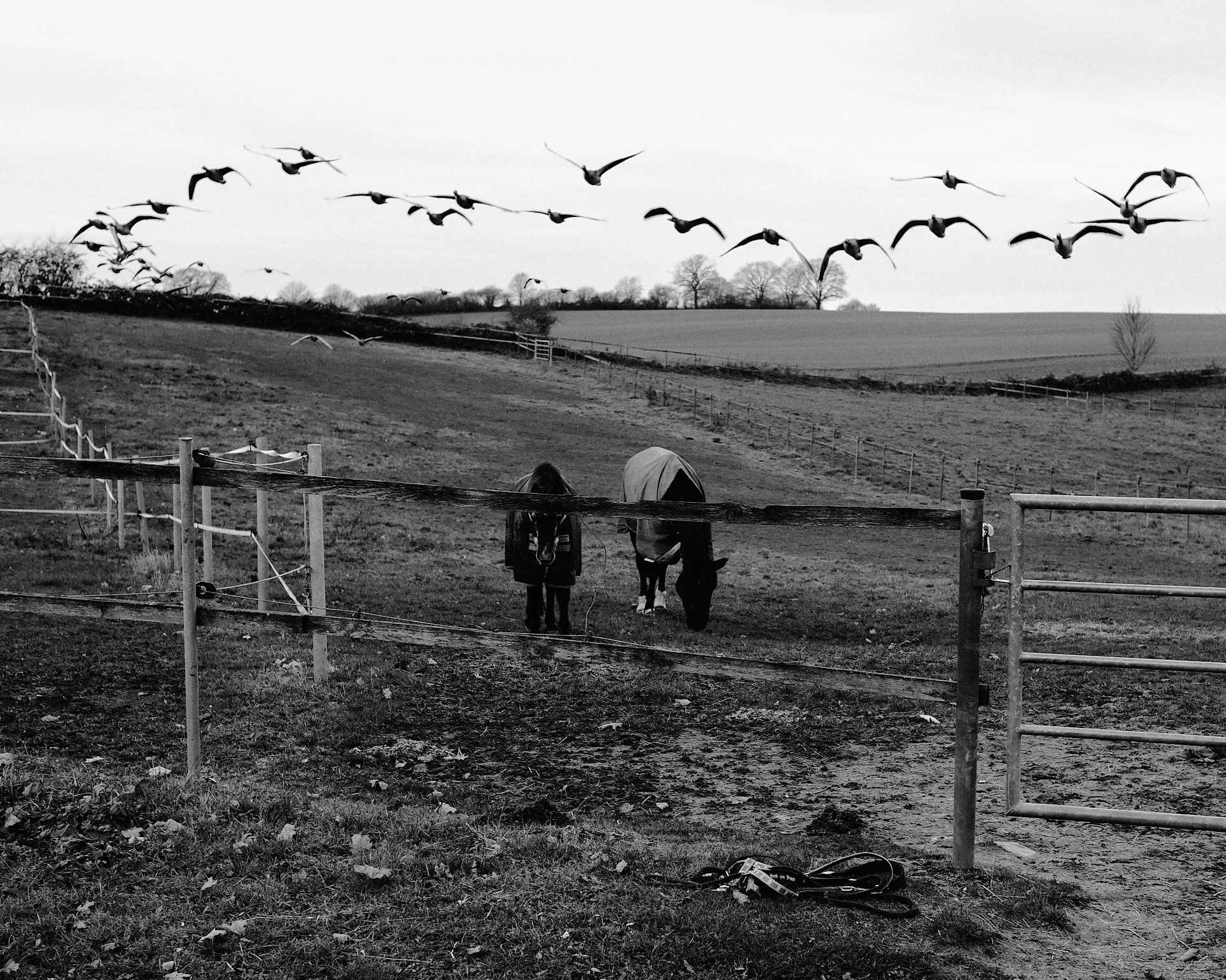 une voleÌe des foies