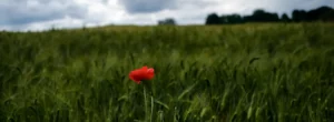 KI und das Dilemma der Glaubw&uuml;rdigkeit der Fotografie